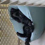 The Relaxing dog