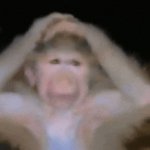 Monkey in despair