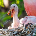 BB rosette spoonbill