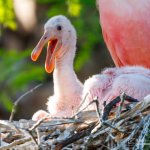 BB rosette spoonbill | image tagged in bb rosette spoonbill | made w/ Imgflip meme maker