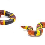 Snakes template
