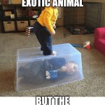 Stop your sibling | I FOUND AN EXOTIC ANIMAL; BUT THE ANIMAL IS SMART | image tagged in stop your sibling | made w/ Imgflip meme maker