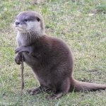 Sofisticated Otter