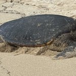 Turtle dgaf