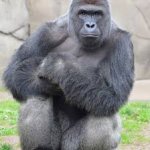 Harambe