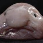 Blobfish