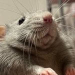 cringe rat