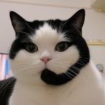 Cat Call Center