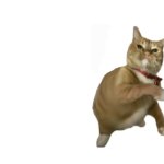 throwing cat new meme