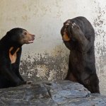 upset sun bear