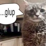 Gulp Cat
