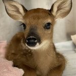 Cute baby deer sitting on blankie meme