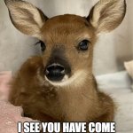 Deer sitting on blankie meme | HI! I SEE YOU HAVE COME TO PET ME AND SO YOU MAY. | image tagged in cute baby deer sitting on blankie meme | made w/ Imgflip meme maker