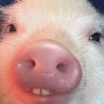 Got Any Snacks?