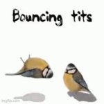 bouncing tits <3 meme