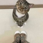 skeptic cat