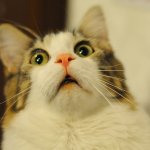 Omg cat