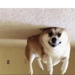 Day 18 of lockdown: Filled dog with helium