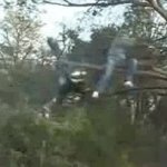 treecutoff GIF Template