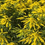 Solidago