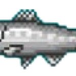 sardine