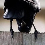 Upside-down Crow
