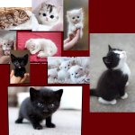 kittens