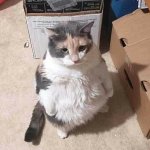 Cat standing up