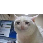 Very Sad Cat