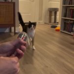 raysworks is typing GIF Template