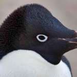 cool pengi