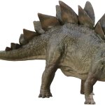 Stegosaurus 9
