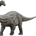 Apatosaurus 7