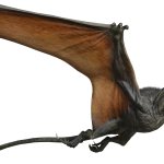 Dimorphodon 7 (JW Design)