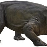 Lystrosaurus 5