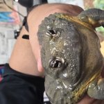 Focused Frog