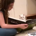 Calculus Cat
