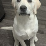 Emmie