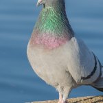 Pigeon