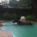 dog on horse in pool