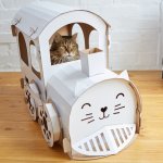 cat train