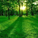 Green Forest meme
