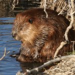 Sad Beaver