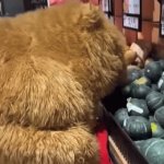 (Gore) Bear gets brutally massacred by rough teens | image tagged in gifs,horror,scary,ass,big,asss | made w/ Imgflip video-to-gif maker