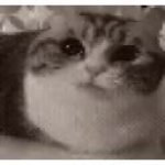 cat yawns and explodes GIF Template