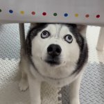 Crosseyed Husky