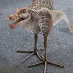 Spino bird