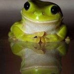 interested frog meme
