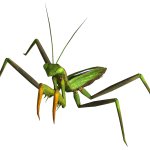 Spidermantis