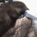 Dog jumping on pillow